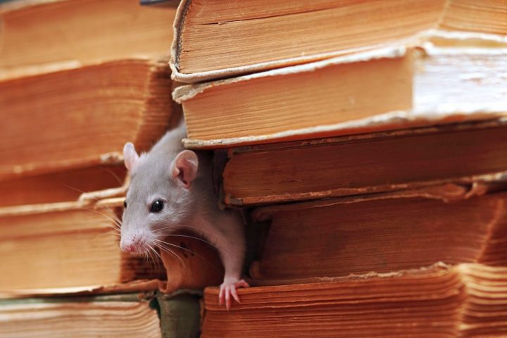 Ce qui repousse les souris et ce qu'elles n'aiment pas