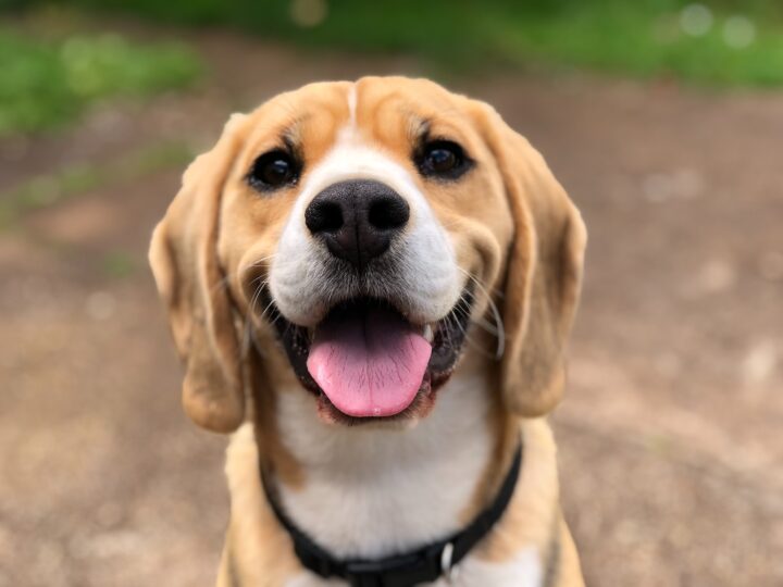 L’éducateur canin