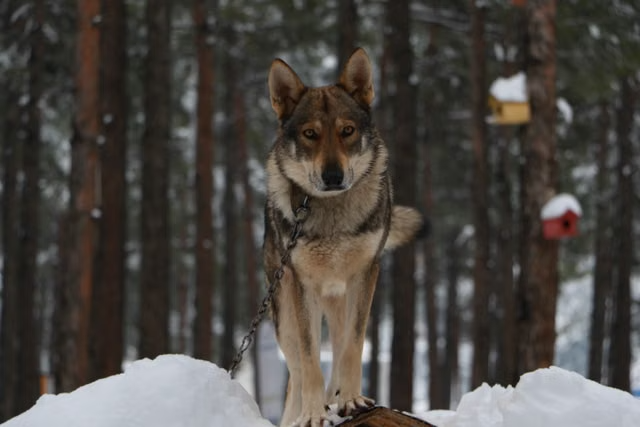 chien loup dans la neige